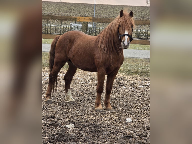 Altri pony/cavalli di piccola taglia Castrone 7 Anni 147 cm Sauro in Eichstätt