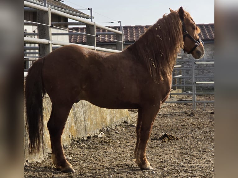 Altri pony/cavalli di piccola taglia Castrone 7 Anni 147 cm Sauro in Eichstätt