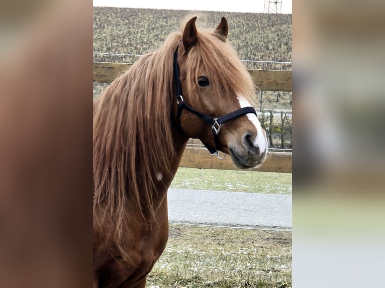 Altri pony/cavalli di piccola taglia Castrone 7 Anni 147 cm Sauro in Eichstätt