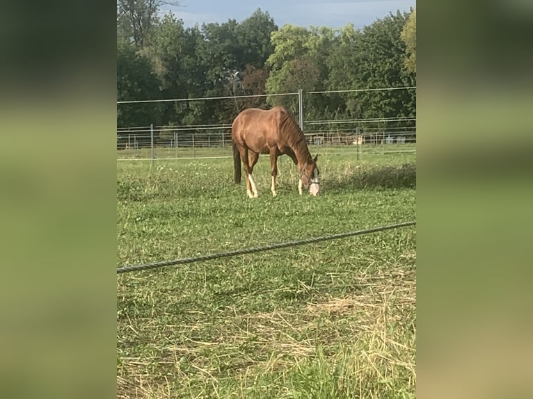 Altri pony/cavalli di piccola taglia Castrone 7 Anni 149 cm Sauro in Unterensingen