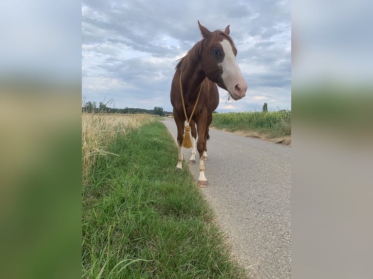 Altri pony/cavalli di piccola taglia Castrone 7 Anni 149 cm Sauro in Unterensingen