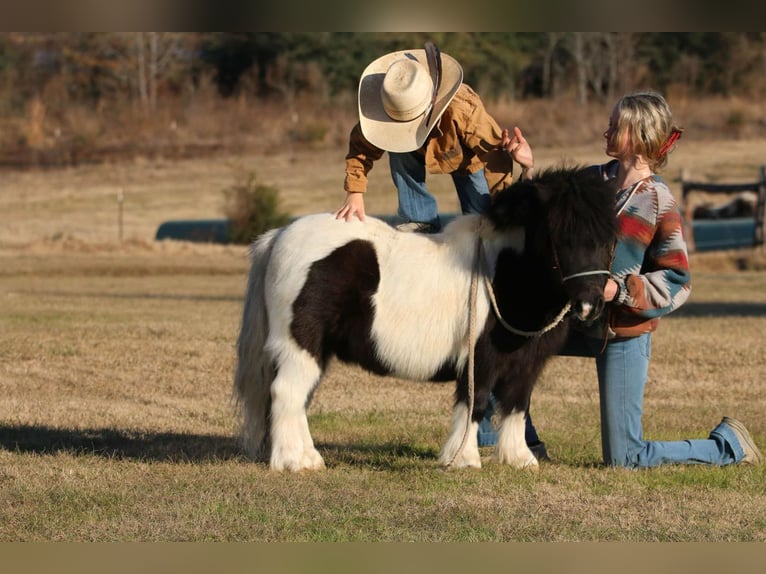 Altri pony/cavalli di piccola taglia Castrone 7 Anni 86 cm in Carthage, TX