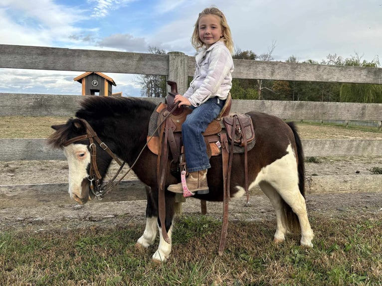 Altri pony/cavalli di piccola taglia Castrone 7 Anni 86 cm Pezzato in Greensburg