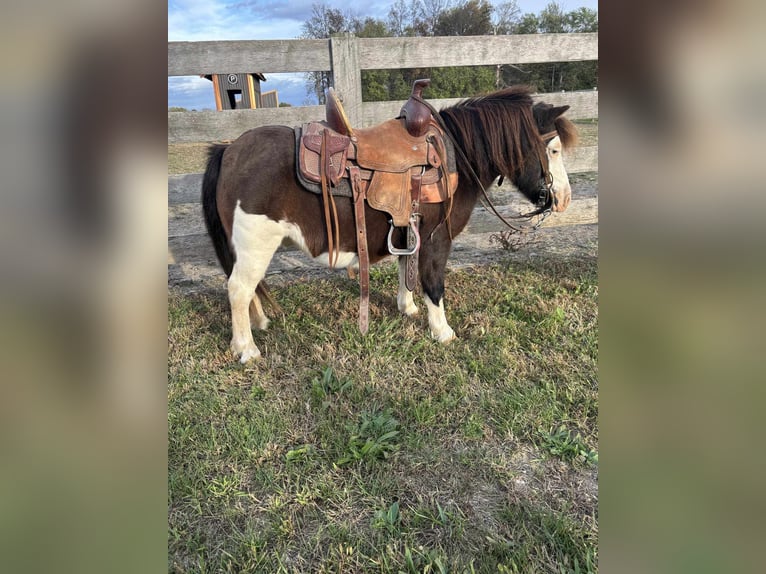 Altri pony/cavalli di piccola taglia Castrone 7 Anni 86 cm Pezzato in Greensburg