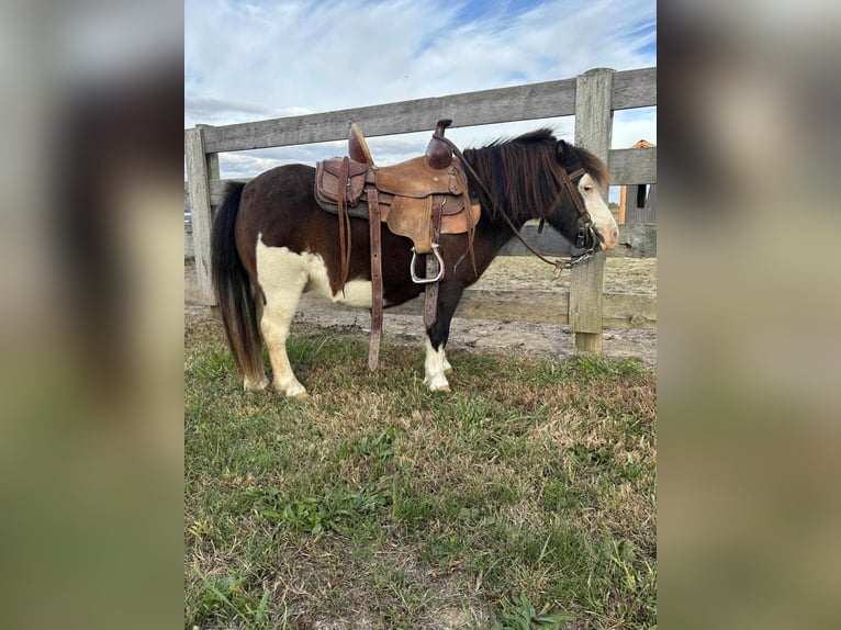 Altri pony/cavalli di piccola taglia Castrone 7 Anni 86 cm Pezzato in Greensburg