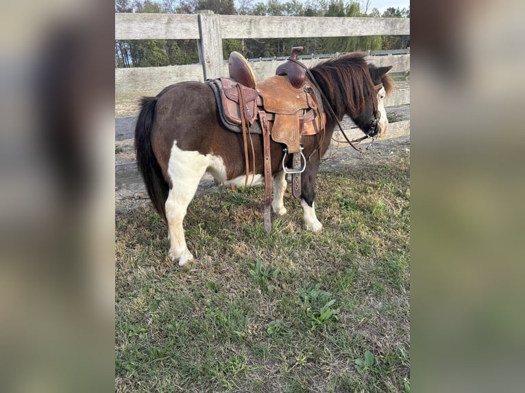 Altri pony/cavalli di piccola taglia Castrone 7 Anni 86 cm Pezzato in Greensburg