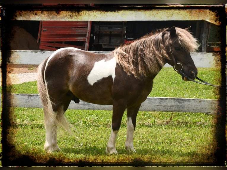 Altri pony/cavalli di piccola taglia Castrone 7 Anni 89 cm in Strasburg, OH