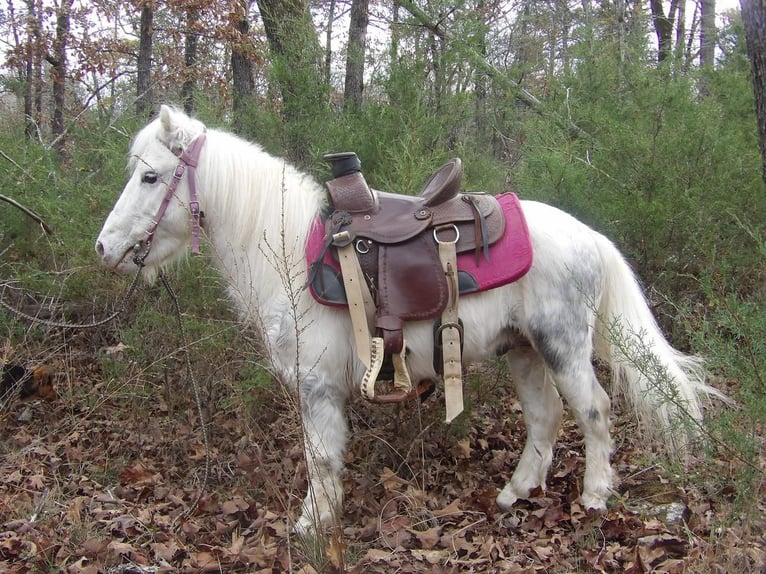 Altri pony/cavalli di piccola taglia Castrone 7 Anni 91 cm Grigio in Antlers