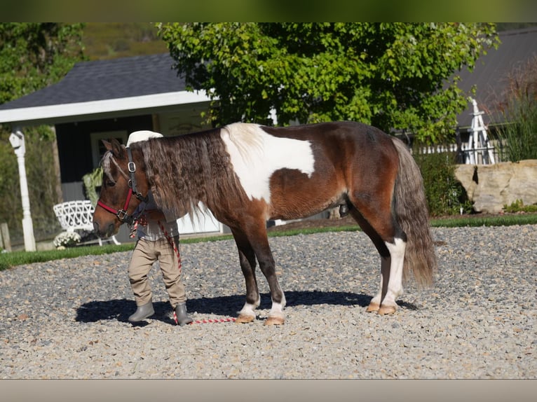 Altri pony/cavalli di piccola taglia Castrone 7 Anni 91 cm Pezzato in Fresno, OH