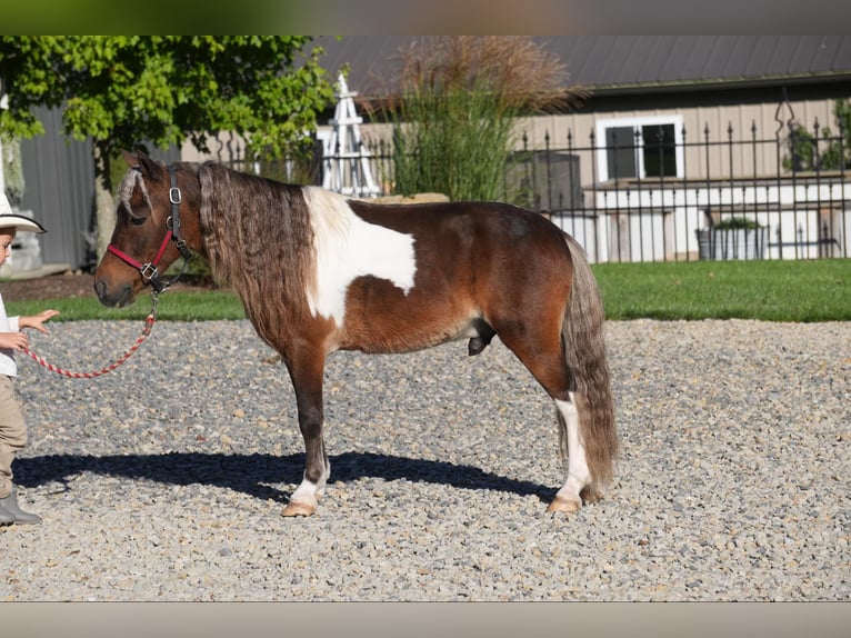 Altri pony/cavalli di piccola taglia Castrone 7 Anni 91 cm Pezzato in Fresno, OH