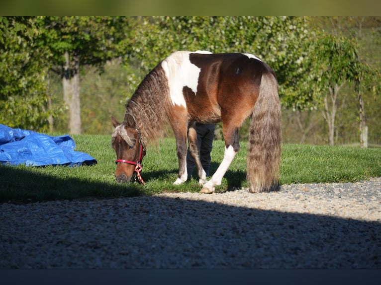 Altri pony/cavalli di piccola taglia Castrone 7 Anni 91 cm Pezzato in Fresno, OH