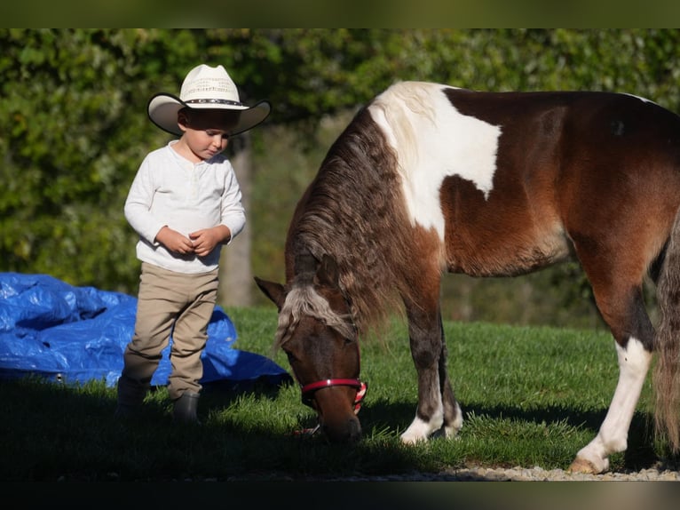 Altri pony/cavalli di piccola taglia Castrone 7 Anni 91 cm Pezzato in Fresno, OH