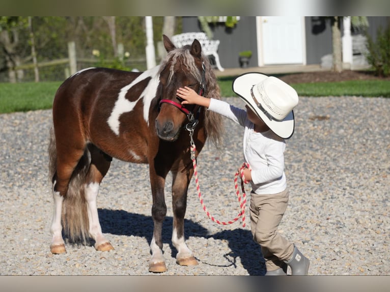 Altri pony/cavalli di piccola taglia Castrone 7 Anni 91 cm Pezzato in Fresno, OH