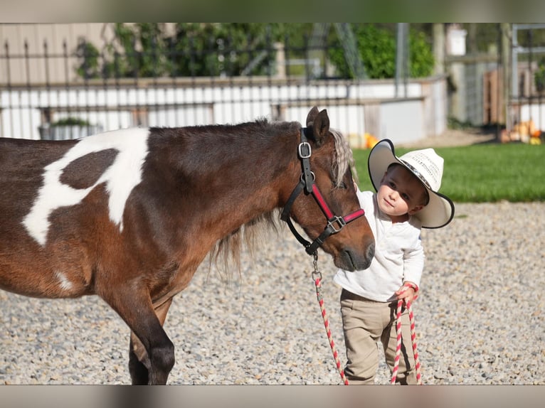 Altri pony/cavalli di piccola taglia Castrone 7 Anni 91 cm Pezzato in Fresno, OH