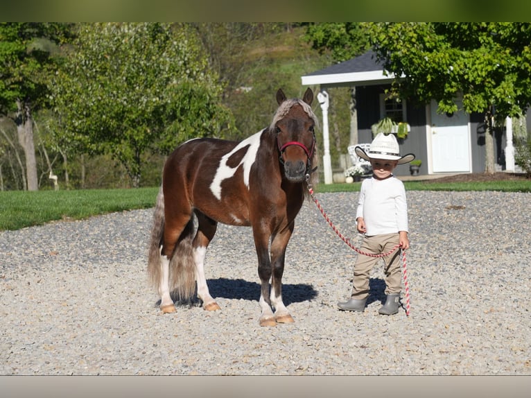 Altri pony/cavalli di piccola taglia Castrone 7 Anni 91 cm Pezzato in Fresno, OH