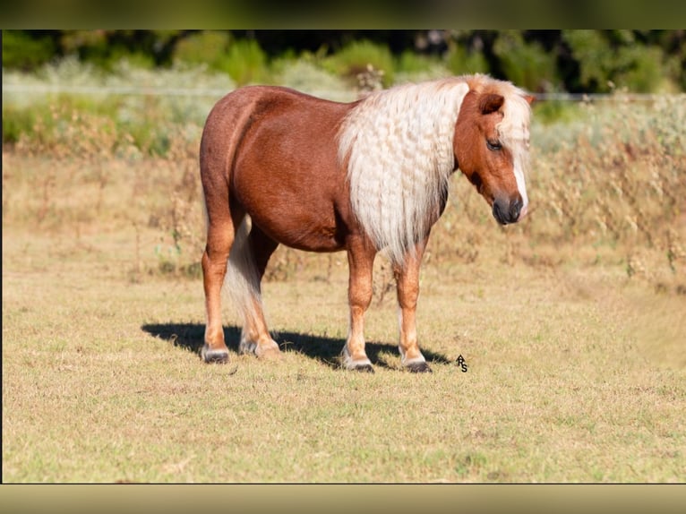 Altri pony/cavalli di piccola taglia Castrone 7 Anni 97 cm Roano rosso in De Kalb