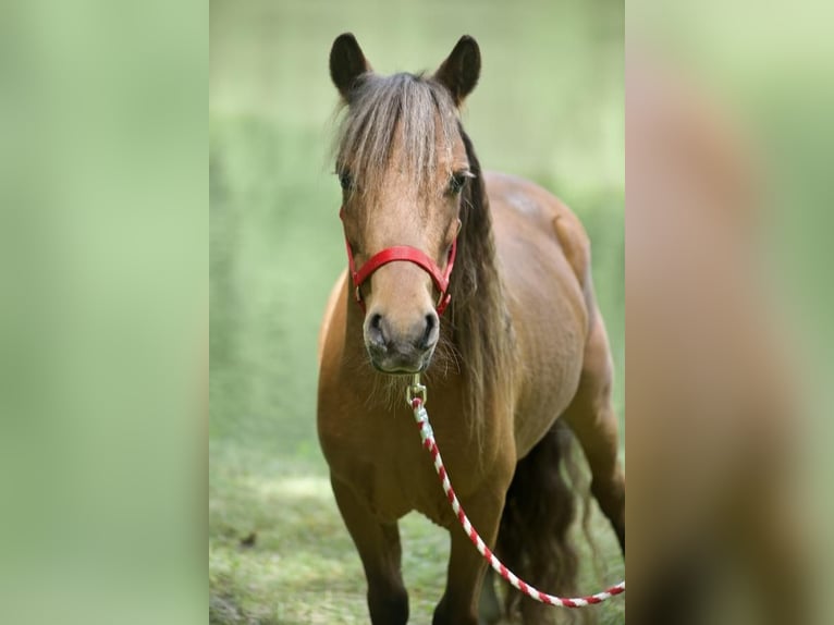 Altri pony/cavalli di piccola taglia Castrone 7 Anni 97 cm Sauro ciliegia in Somerset, PA