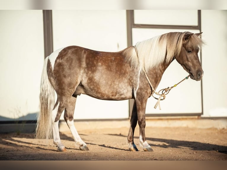 Altri pony/cavalli di piccola taglia Castrone 7 Anni in Joshua, TX