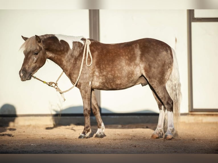 Altri pony/cavalli di piccola taglia Castrone 7 Anni in Joshua, TX