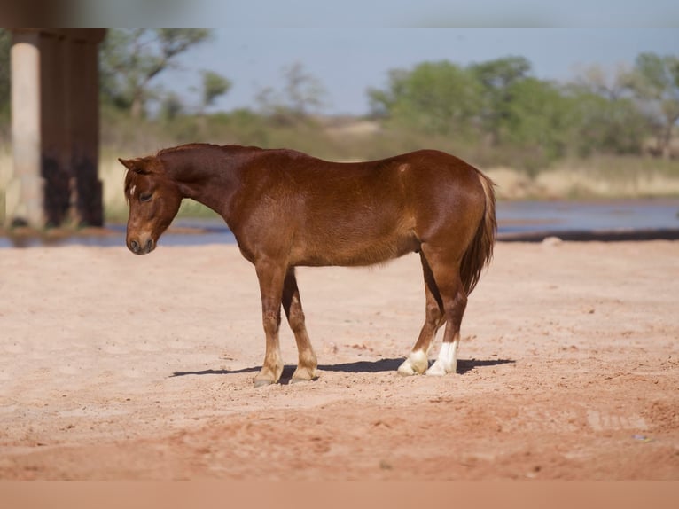 Altri pony/cavalli di piccola taglia Castrone 7 Anni Sauro ciliegia in Canyon