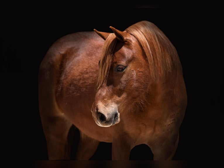 Altri pony/cavalli di piccola taglia Castrone 7 Anni Sauro ciliegia in Canyon