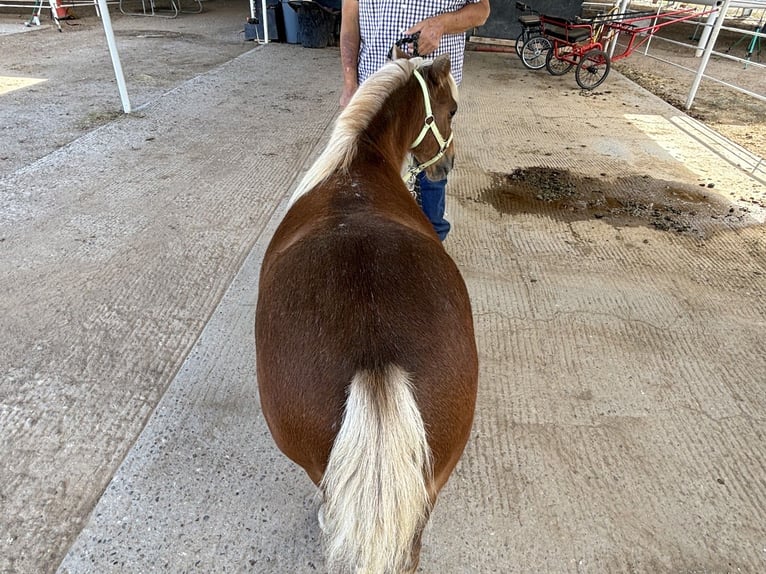 Altri pony/cavalli di piccola taglia Castrone 7 Anni Sauro scuro in Marana, AZ