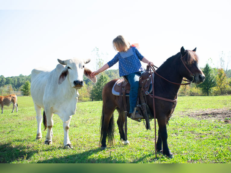 Altri pony/cavalli di piccola taglia Castrone 8 Anni 102 cm Baio ciliegia in Henderson, KY