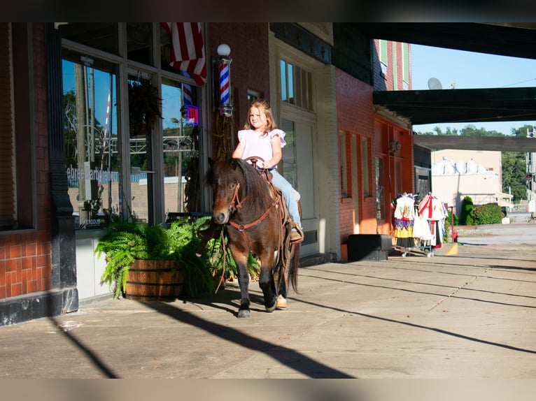 Altri pony/cavalli di piccola taglia Castrone 8 Anni 102 cm Baio ciliegia in Henderson, KY