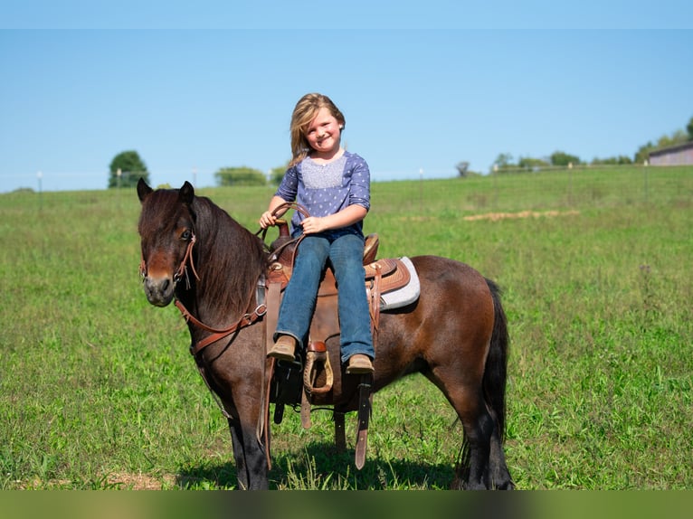 Altri pony/cavalli di piccola taglia Castrone 8 Anni 102 cm Baio ciliegia in Henderson, KY