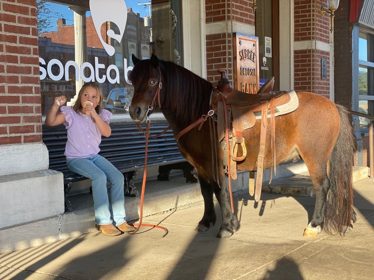 Altri pony/cavalli di piccola taglia Castrone 8 Anni 102 cm Baio ciliegia in Henderson, KY