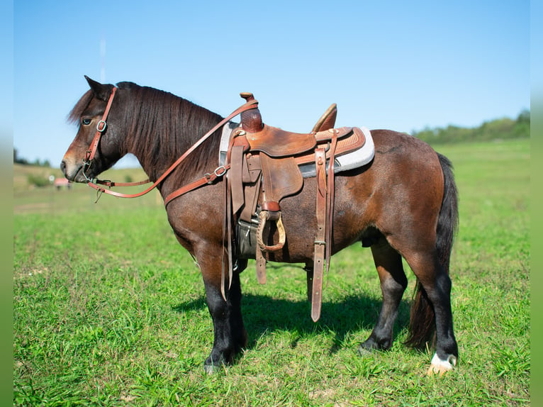 Altri pony/cavalli di piccola taglia Castrone 8 Anni 102 cm Baio ciliegia in Henderson, KY