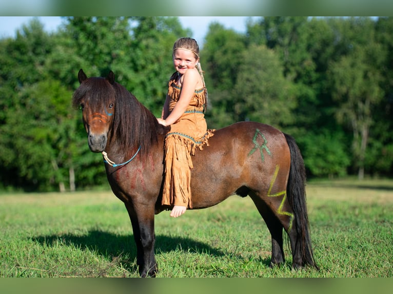 Altri pony/cavalli di piccola taglia Castrone 8 Anni 102 cm Baio ciliegia in Henderson, KY