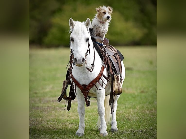Altri pony/cavalli di piccola taglia Castrone 8 Anni 102 cm Bianco in Weatherford