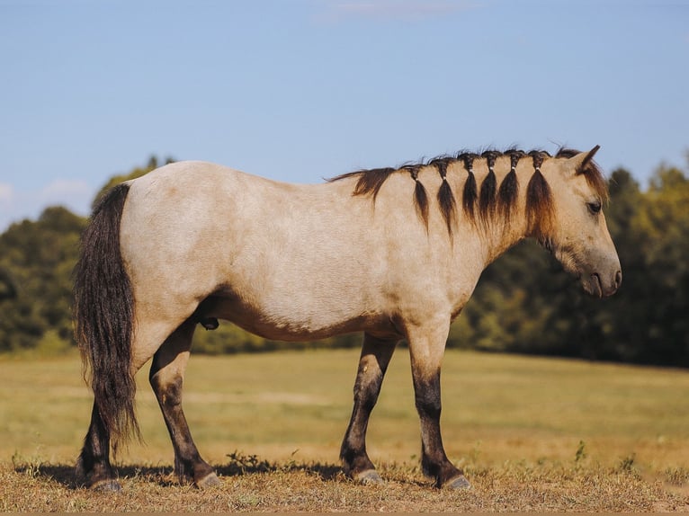 Altri pony/cavalli di piccola taglia Castrone 8 Anni 102 cm Pelle di daino in Lyles, TN