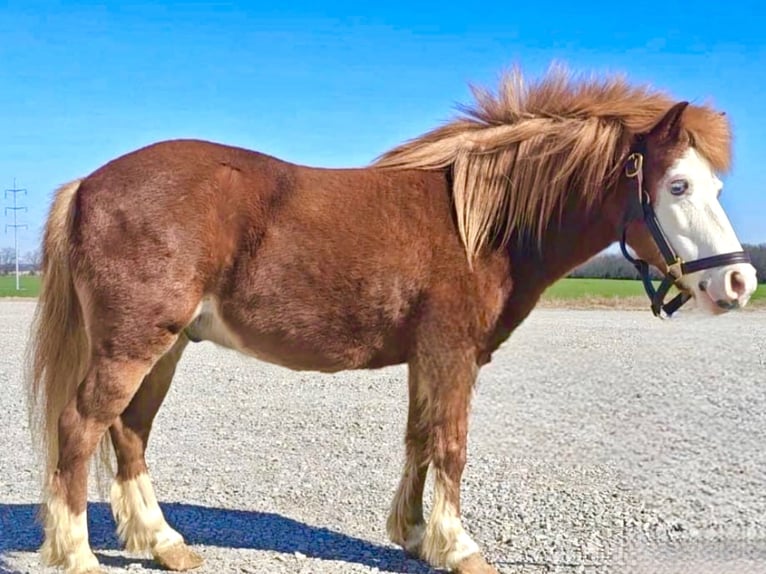 Altri pony/cavalli di piccola taglia Castrone 8 Anni 114 cm Sauro ciliegia in Auburn