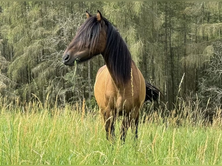 Altri pony/cavalli di piccola taglia Castrone 8 Anni 120 cm Baio in Wurzbach