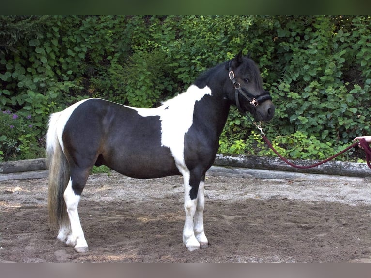 Altri pony/cavalli di piccola taglia Mix Castrone 8 Anni 123 cm Pezzato in Eggendorf im Traunkreis