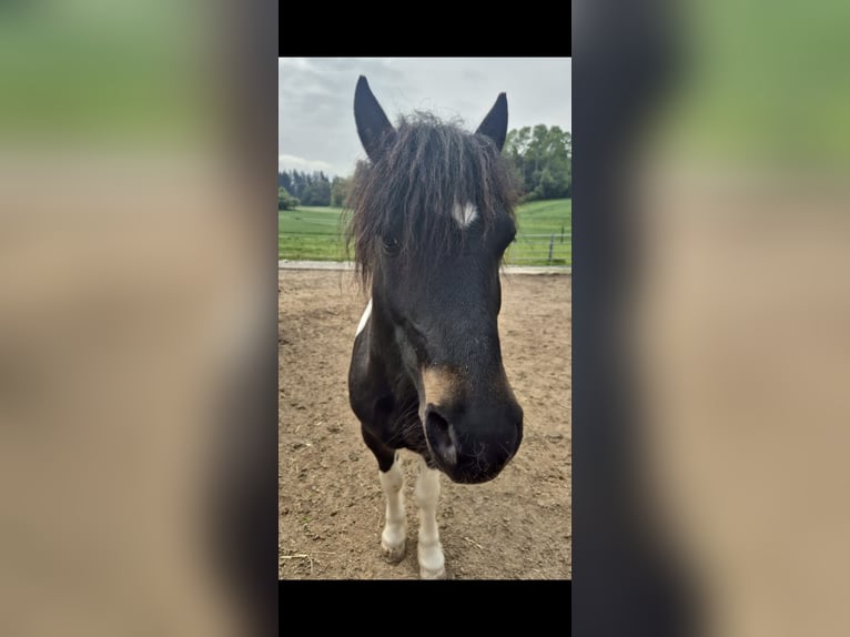 Altri pony/cavalli di piccola taglia Mix Castrone 8 Anni 123 cm Pezzato in Eggendorf im Traunkreis