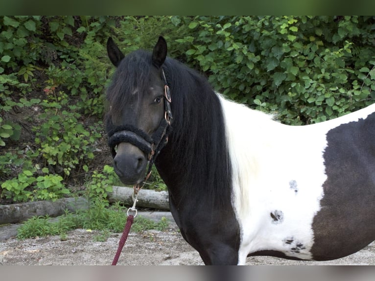 Altri pony/cavalli di piccola taglia Mix Castrone 8 Anni 123 cm Pezzato in Eggendorf im Traunkreis