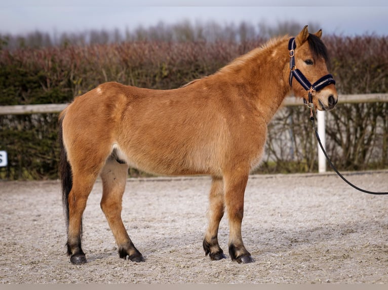 Altri pony/cavalli di piccola taglia Castrone 8 Anni 128 cm Falbo in Neustadt (Wied)