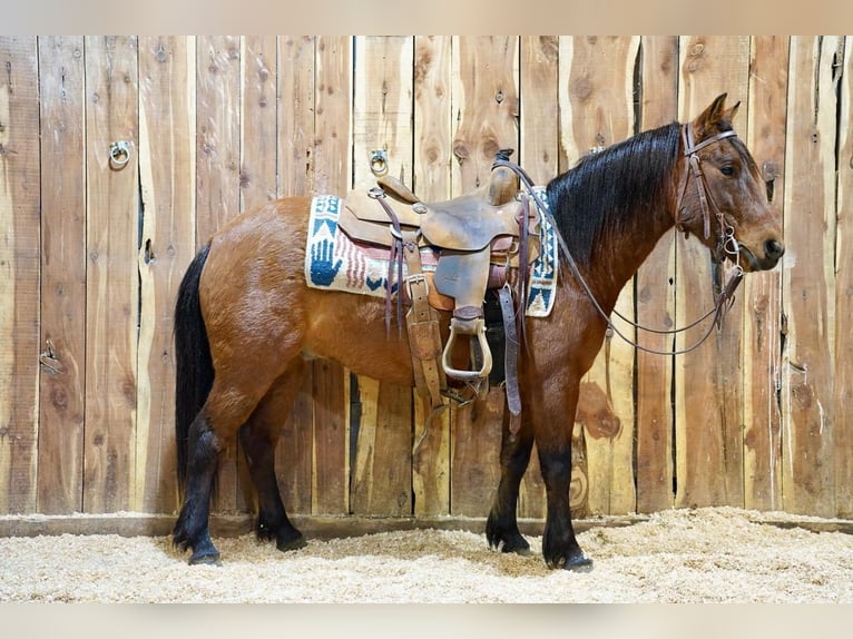 Altri pony/cavalli di piccola taglia Castrone 8 Anni 132 cm Baio ciliegia in Brandon, SD
