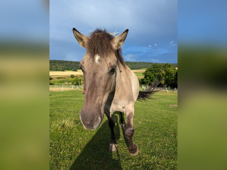 Altri pony/cavalli di piccola taglia Castrone 8 Anni 133 cm Falbo in Volkmarsen