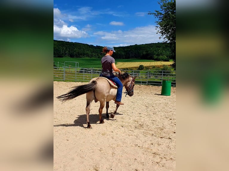 Altri pony/cavalli di piccola taglia Castrone 8 Anni 133 cm Falbo in Volkmarsen