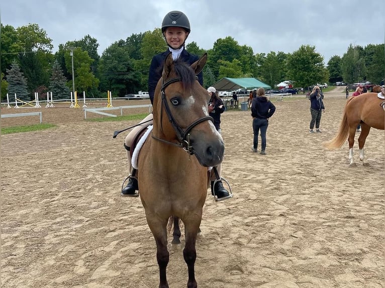 Altri pony/cavalli di piccola taglia Castrone 8 Anni 135 cm Pelle di daino in Highland, MI