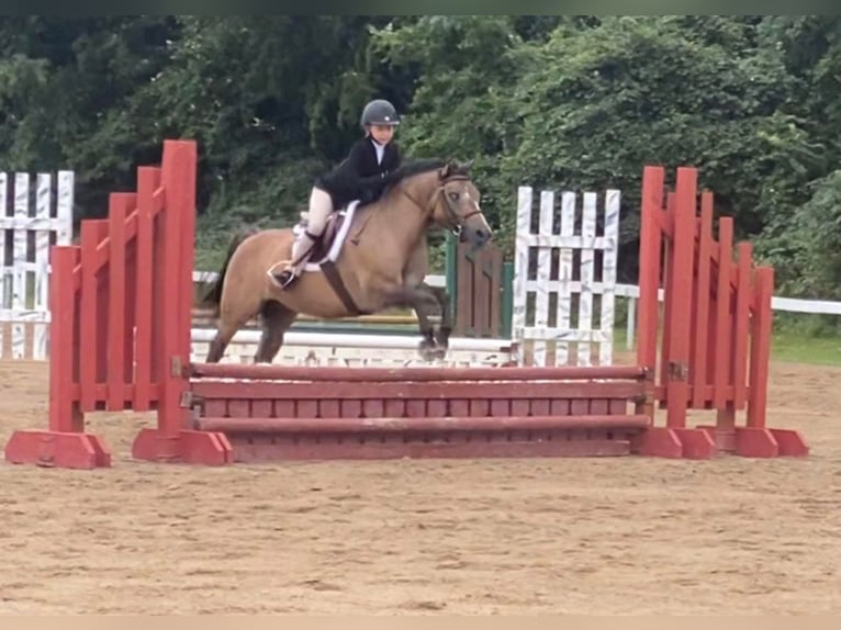 Altri pony/cavalli di piccola taglia Castrone 8 Anni 135 cm Pelle di daino in Highland, MI