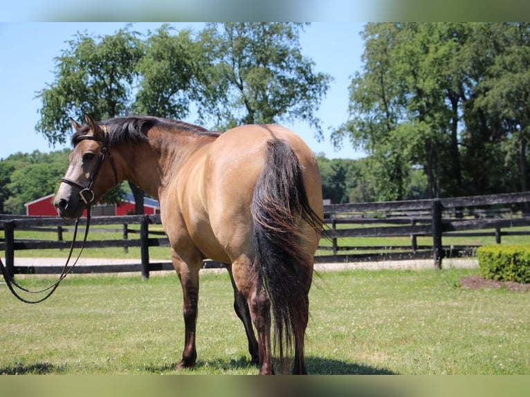 Altri pony/cavalli di piccola taglia Castrone 8 Anni 135 cm Pelle di daino in Highland, MI