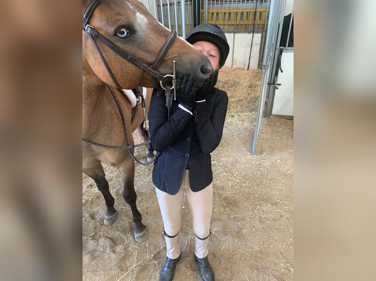 Altri pony/cavalli di piccola taglia Castrone 8 Anni 135 cm Pelle di daino in Highland, MI