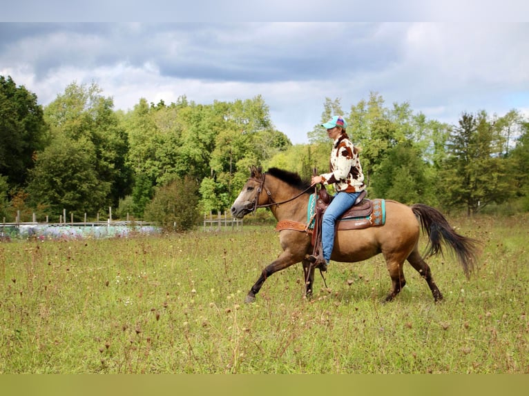 Altri pony/cavalli di piccola taglia Castrone 8 Anni 135 cm Pelle di daino in Highland, MI