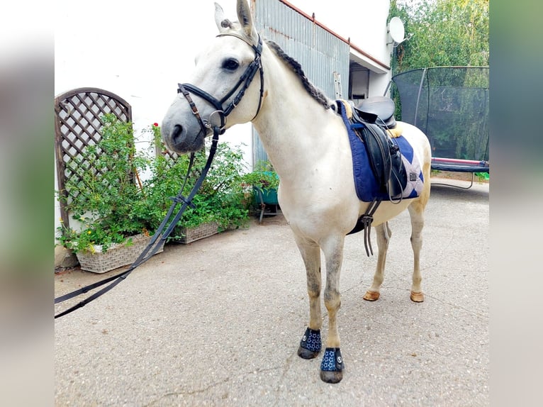 Altri pony/cavalli di piccola taglia Castrone 8 Anni 140 cm Grigio in Böheimkirchen