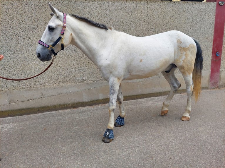 Altri pony/cavalli di piccola taglia Castrone 8 Anni 140 cm Grigio in Böheimkirchen